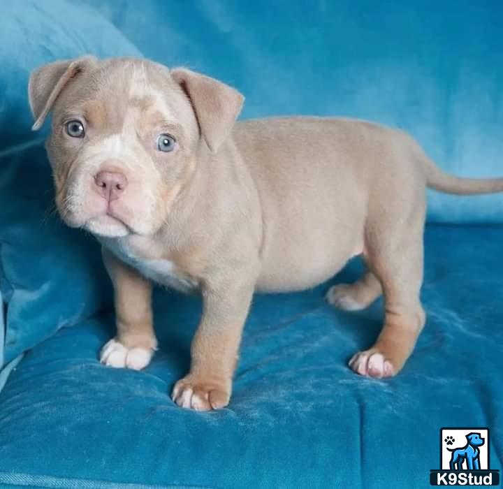 a small american pit bull puppy on a blue surface