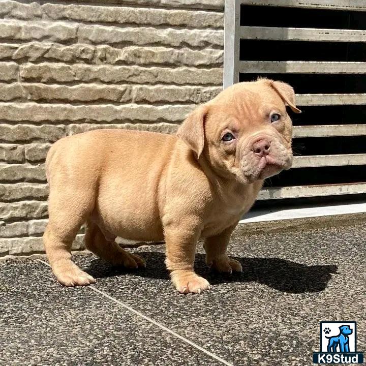 a american pit bull puppy standing on pavement