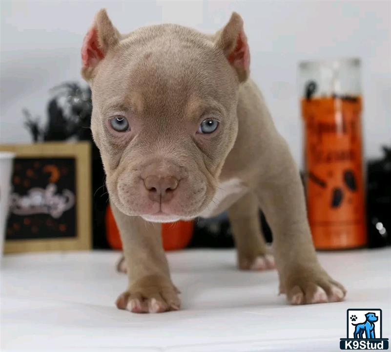 a small american pit bull dog with a jar of peanut butter on its head