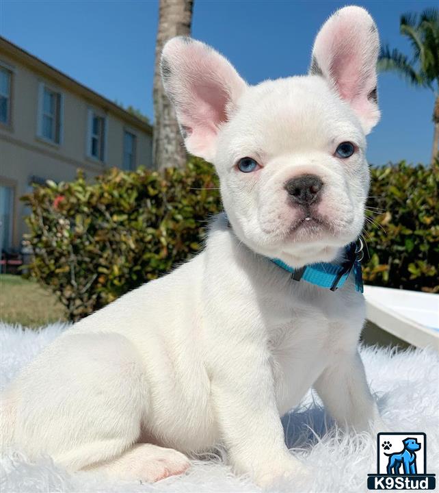 a white french bulldog dog sitting on a white surface outside