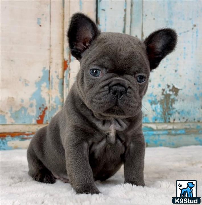 a small black french bulldog puppy