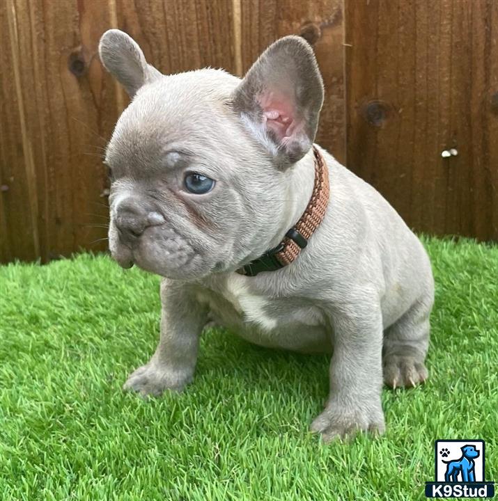 a small grey french bulldog dog