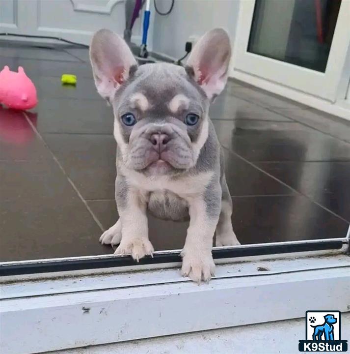 a small french bulldog puppy on a window sill