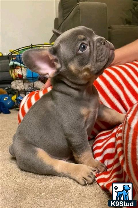 a french bulldog dog sitting on the floor