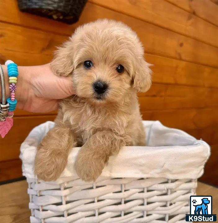 a small maltipoo dog in a basket