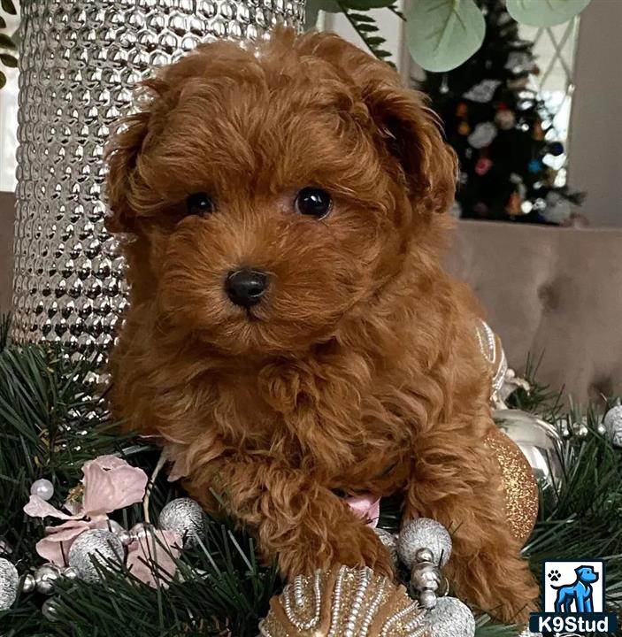 a maltipoo dog sitting in a basket