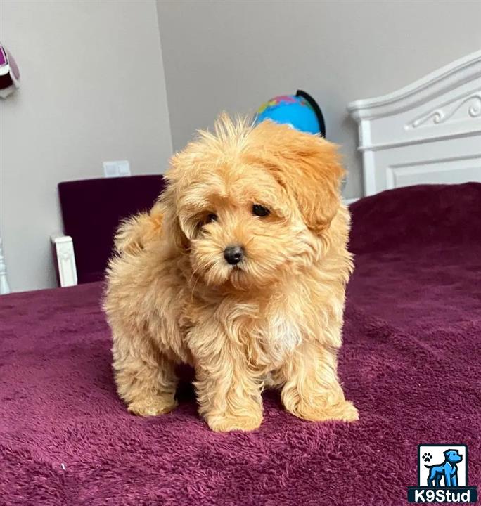 a maltipoo dog sitting on a bed