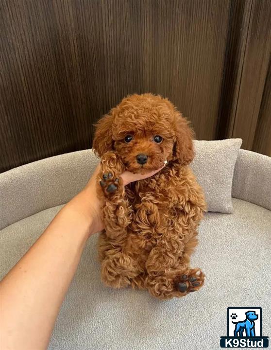 a poodle dog sitting on a couch