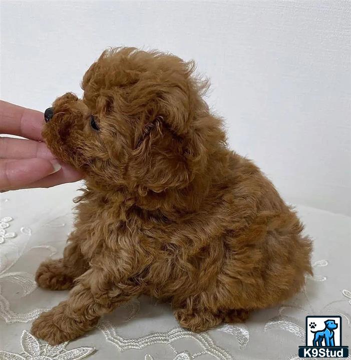 a poodle dog being petted