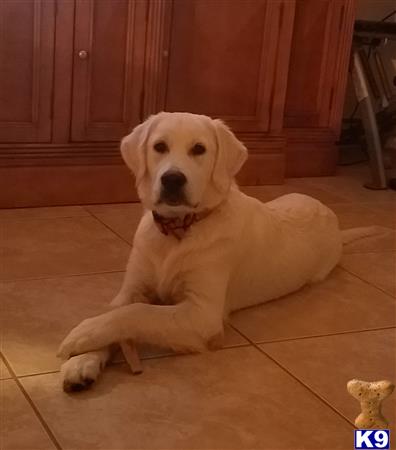 a golden retriever dog lying on the floor