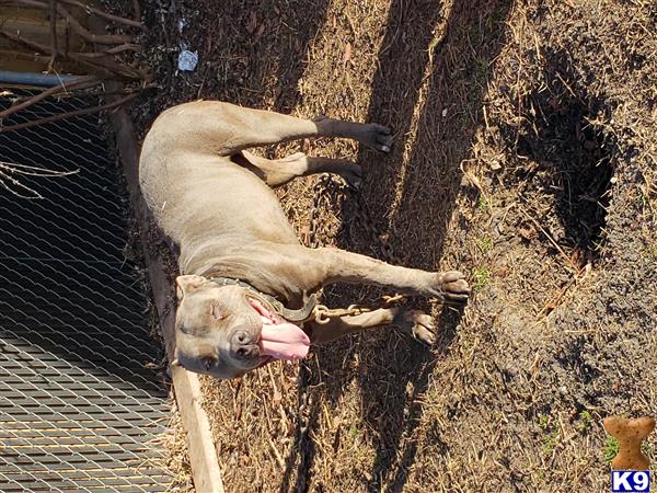 a american pit bull dog standing in a yard