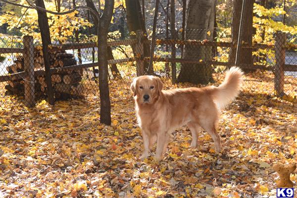 a golden retriever dog standing in a yard with fallen leaves