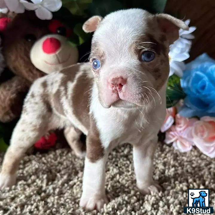 a boston terrier puppy with blue eyes