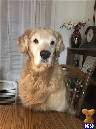 a golden retriever dog sitting in a chair