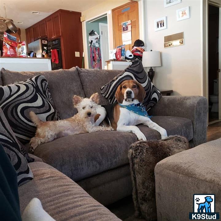 a group of yorkshire terrier dogs on a couch