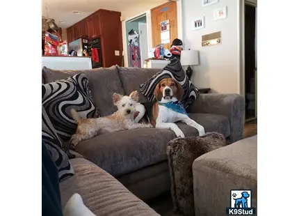 a group of yorkshire terrier dogs on a couch