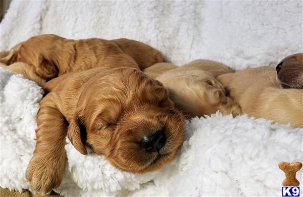 a group of golden retriever puppies sleeping on a blanket
