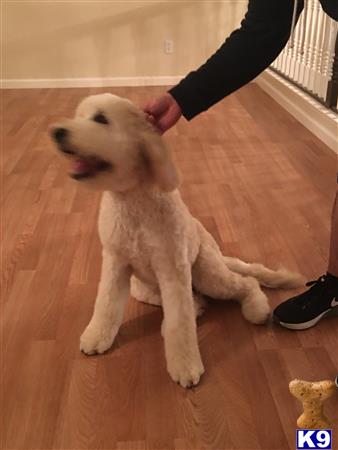 a goldendoodles dog sitting on a wood floor