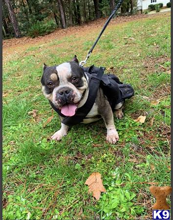 a american bully dog wearing a vest