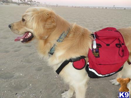 a golden retriever dog wearing a life vest