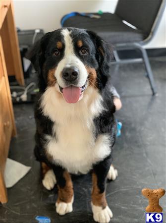 a bernese mountain dog dog sitting on the floor