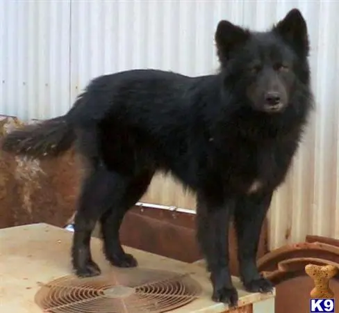 a black bear standing on a rug