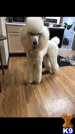 a poodle dog wearing a garment