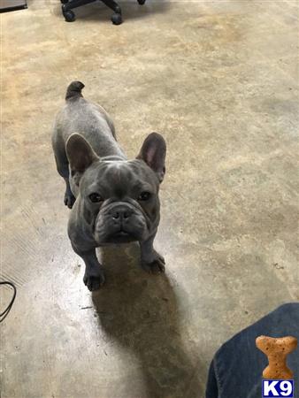 a french bulldog dog sitting on the floor