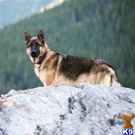 a german shepherd dog sitting on a rock