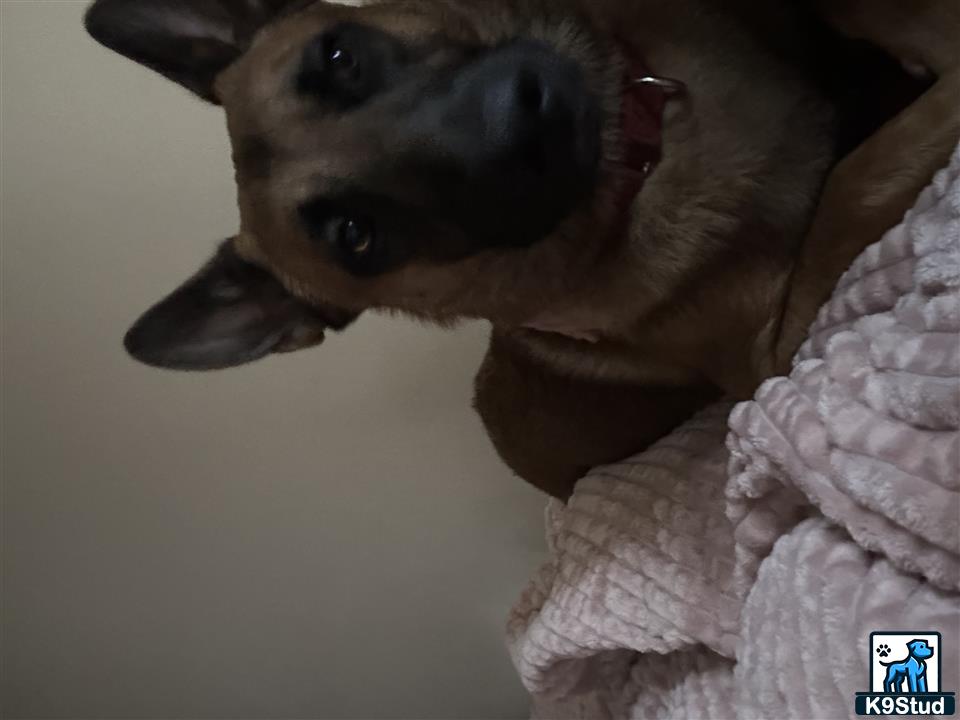 a belgian malinois dog with a blanket