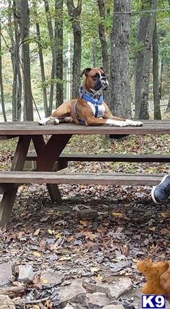 a boxer dog sitting on a bench in the woods