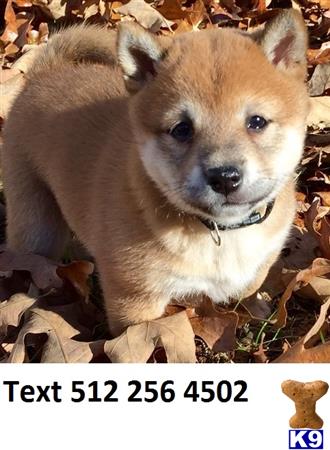 Shiba Inu Puppy For Sale Male And Female Akc Registered