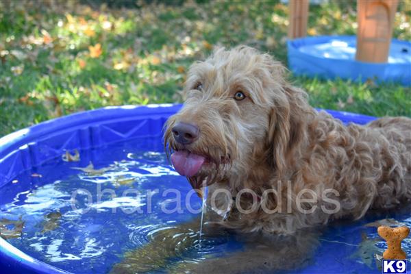 a goldendoodles dog in a pool
