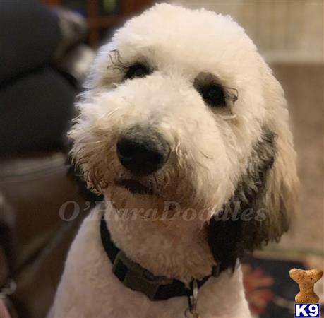 a goldendoodles dog with a collar
