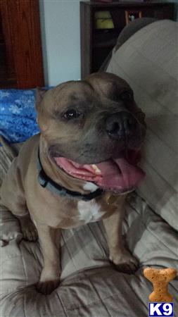 a american pit bull dog sitting on a bed