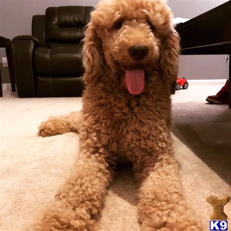 a poodle dog sitting on the floor