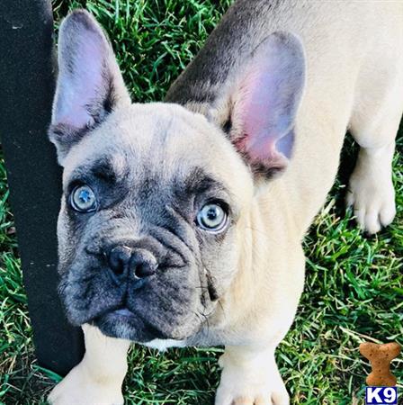 a french bulldog dog with blue eyes