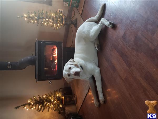 a labrador retriever dog standing on its hind legs