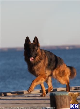 a german shepherd dog standing on a dock