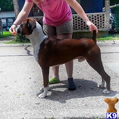 a boxer dog being petted by a person