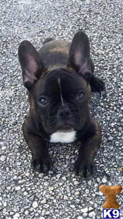 a small black french bulldog dog