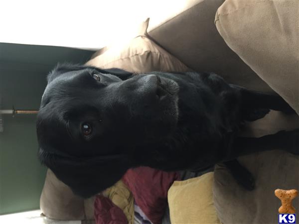 a black labrador retriever dog lying on a couch
