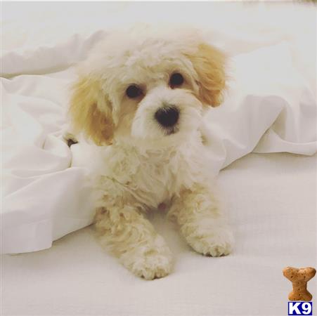 a poodle dog lying on a bed