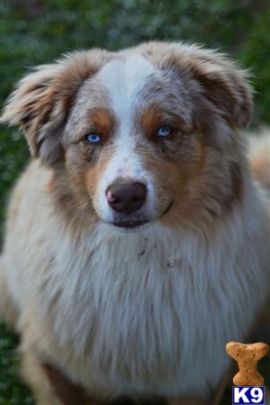 a australian shepherd dog looking at the camera