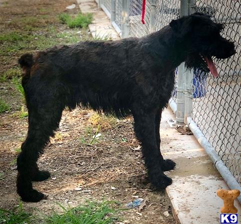 a black giant schnauzer dog standing on its hind legs in a cage