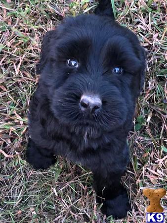 Giant Schnauzer Puppy for Sale: Big Black Castlerocks Giants 21 Months old