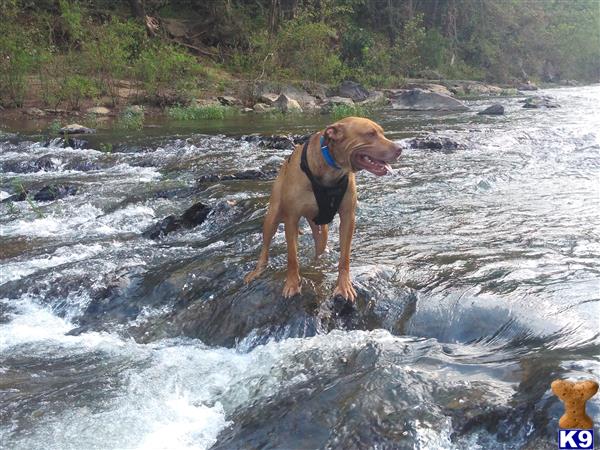 a catahoula dog standing in a river