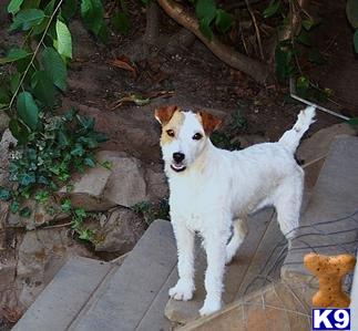 a parson russell terrier dog standing on a stone ledge