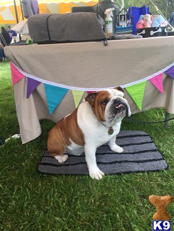 a english bulldog dog sitting on a rug