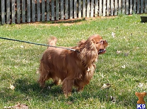 two cavalier king charles spaniel dogs on leashes in grass